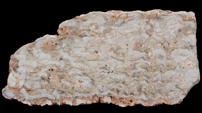 Paleoproterozoic Columnar Stromatolite (Eucapsiphora) - Australia #65524